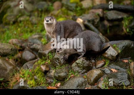 North American River Otters also known as Canadian River Otters at the Scottish Sea Life Centre, Oban,Argyll, Scotland. Stock Photo