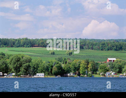 Lakeshore vineyards Keuka Lake, NY. Stock Photo