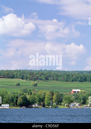 Lakeshore vineyards Keuka Lake, NY. Stock Photo