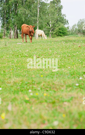 Cows in a field Stock Photo