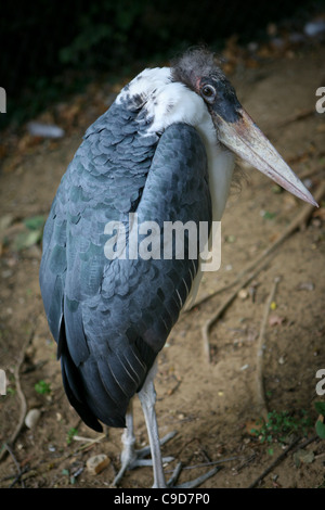 Leptoptilos crumeniferus / Marabou Stork Stock Photo
