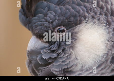 White-tailed black cockatoo (Calyptorhynchus funereus baudinii) Stock Photo