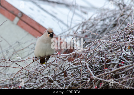 A funny waxwing sits on a bush in autumn garden at blue sky background Stock Photo