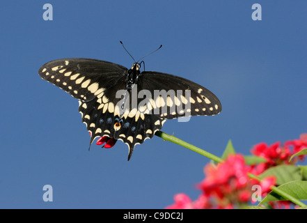 Low angle view of a Black Swallowtail Butterfly on a twig (Papilio polyxenes) Stock Photo