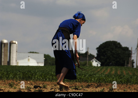 Amish woman doing farm works. Lancaster County. United States. Stock Photo