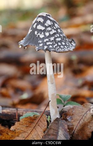 A Magpie Inkcap mushroom just starting to decay Stock Photo