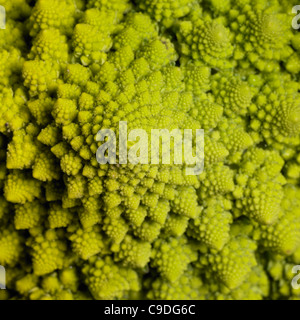 abstract full frame background with a romanesco cauliflower closeup Stock Photo