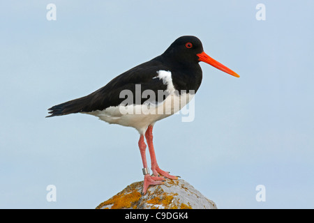 Common Pied Oystercatcher / Eurasian Oystercatcher (Haematopus ostralegus) resting on rock Stock Photo