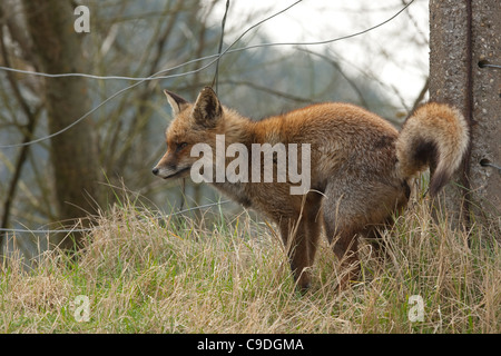 Red fox (Vulpes vulpes) male scent marking his territory by defecating against fence post Stock Photo