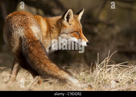 Alert red fox (Vulpes vulpes) watching prey Stock Photo