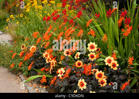 Dahlia ‘Moonfire’ AGM with Crocosmia and other flowers in the Hot Garden at RHS Rosemoor, Devon, England, United Kingdom Stock Photo