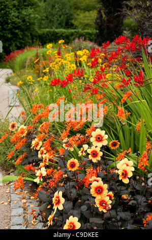 Dahlia ‘Moonfire’ AGM with Crocosmia and other flowers in the Hot Garden at RHS Rosemoor, Devon, England, United Kingdom Stock Photo