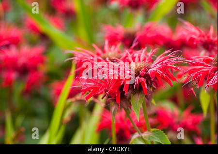Monarda didyma 'Gardenview Scarlet' AGM in flower Stock Photo