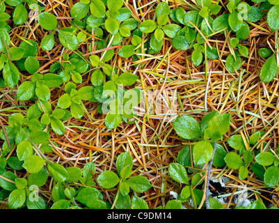 New spring growth on unidentified plant and Douglas Fir tree needles. Rogue River National Forest, Oregon Stock Photo