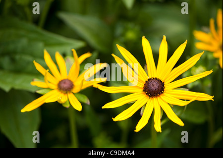 Coneflower, Rudbeckia fulgida var sullvantii 'Goldsturm' AGM, in flower Stock Photo