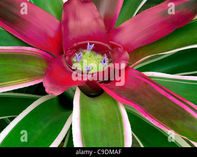Close up of Bromeliad. (Bromeliad neoregelia) Stock Photo