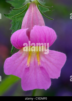 Close up of Chinese Foxglove. Rehmannia elata. Stock Photo