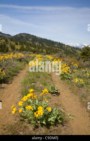 WASHINGTON - Balsamroot blooming along an old road over the open slopes at the crest of the Sage Hills above Wenatchee. Stock Photo