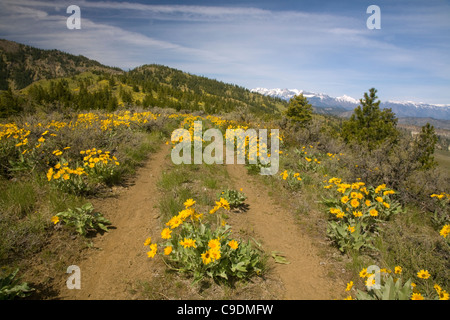 Balsamroot along an old road over the open slopes at the crest of the Sage Hills above Wenatchee and the Cascade Range beyond. Stock Photo