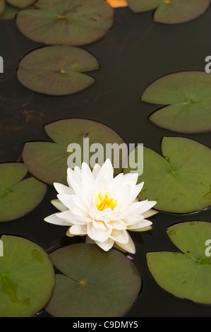 Nymphaea, Water Lily in flower Stock Photo