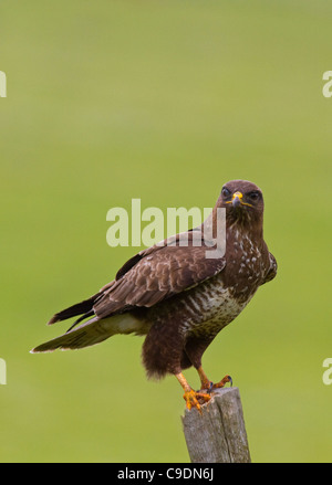 Common buzzard buteo buteo  on a fence post,Ireland Stock Photo