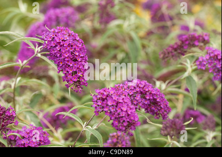 Buddleja davidii ‘Nanho Purple’ in flower Stock Photo