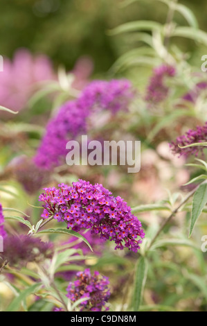 Buddleja davidii ‘Nanho Purple’ in flower Stock Photo