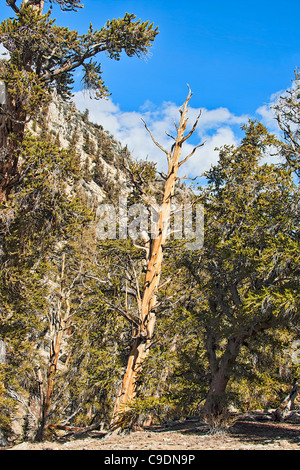 Bristlecone Pine Tree.