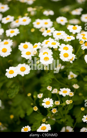 Tanacetum parthenium, Feverfew, in flower Stock Photo