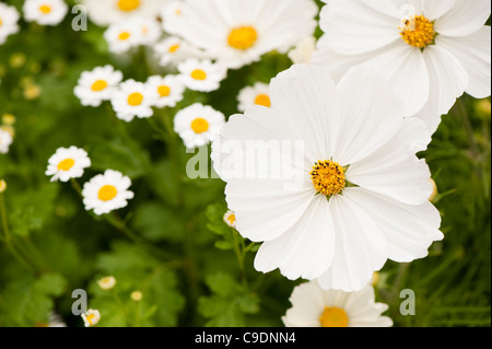 Cosmos bipinnatus 'Purity' iand Tanacetum parthenium, Feverfew, in flower Stock Photo