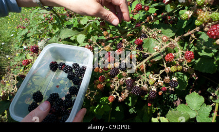 A woman' picks blackberries placing them into a plastic container Stratford London England  KATHY DEWITT Stock Photo