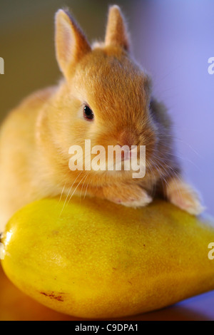 A cute, golden-brown bunny rests its paws on a bright yellow mango, looking curious and incredibly soft in this sweet, close-up portrait. Stock Photo