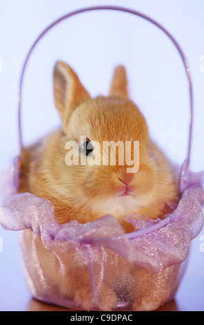 A tiny, golden-furred bunny peeks out from a dainty purple basket, looking absolutely adorable with its twitching nose and bright, curious eyes. Stock Photo