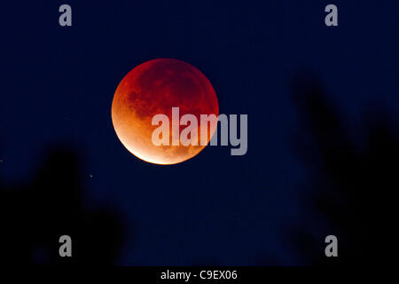 Dec. 10, 2011 - San Diego, California, U.S. - A total lunar eclipse is seen through trees from San Diego on Saturday. The total lunar eclipse was best viewed from Asia and Australia in the southern hemisphere on Saturday. The eclipse lasted for 51 minutes and eight seconds as the shadow of the Earth Stock Photo
