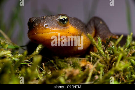 Dec. 16, 2011 - Elkton, Oregon, U.S - A rough skinned newt climbs on a mossy log in a forested area of the Coast Range mountains near Elkton.  The skin of the rough skinned newt produces a potent neurotoxin with no know antidote.  The tetrodotoxin is 10 times more poisonous than potassium  cyanide.  Stock Photo
