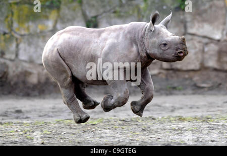 About three months old male of Black Rhinoceros or Hook-lipped Rhinoceros (Diceros bicornis) is named Manny at zoo in Dvur Kralove nad Labem, about 100 km northeast from Prague, Czech Republic, December 29, 2011. (CTK Photo/Alexandra Mlejnkova) Stock Photo