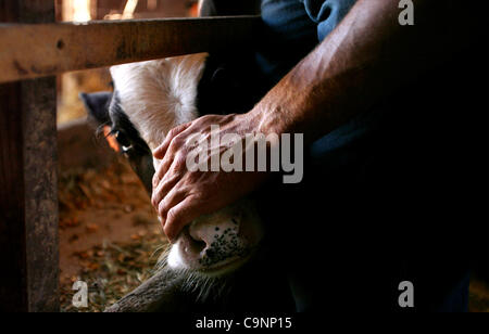 July 11, 2007 - Dixon, Illinois, USA -  Matt Schumacher, 28, holds a calf while it's banded and tagged for identification. Schumacher partnered with Paul Burrs, 28, two years ago to raise cattle and grow row crops near Dixon, Illinois. Their initial goal was 30-40 head of cattle, and now they have 2 Stock Photo