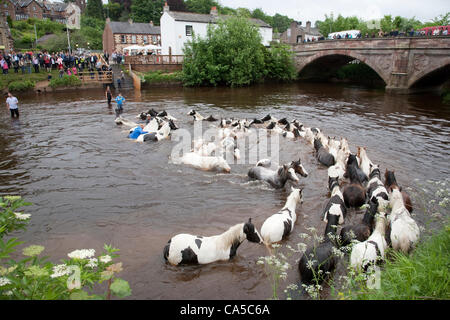 10th June 2012 at Appleby, Cumbria, UK. Horses washing in the river Eden. Sunday is traditionally a busy day for horse trading and visitor attendance at the Appleby Fair, the biggest annual gathering of Gypsies and Travellers in Europe. Stock Photo