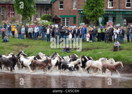 10th June 2012 at Appleby, Cumbria, UK. Horses washing in the river Eden. Sunday is traditionally a busy day for horse trading and visitor attendance at the Appleby Fair, the biggest annual gathering of Gypsies and Travellers in Europe. Stock Photo