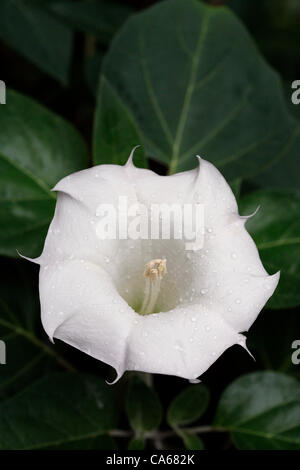 June 15, 2012 - Fort Worth, Texas, USA - June 15, 2012. Ft. Worth, Tx. USA. A datura bloom is covered by rain drops after a morning of rain showers  in North Texas on Friday. One year ago the area was in the midst of a record breaking drought, this year a week of rain storms has started the month of Stock Photo