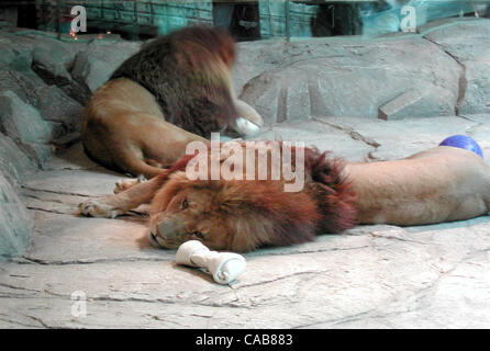 May 16, 2004; Las Vegas, Nevada, USA; The Lion Habitat at the MGM Grand Casino in Las Vegas. Stock Photo