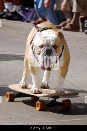 Jun 05, 2004; Santa Barbara, CA, USA; Dog owners and their four-legged friends got all decked out to walk, march and Ñ like Tyson the Bulldog Ñ skateboard down State Street in 10th annual Big Dogs Parade and Canine Festival. Stock Photo