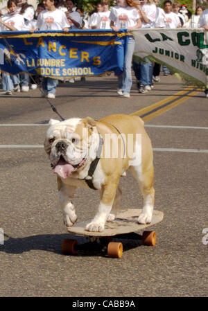 Jun 05, 2004; Santa Barbara, CA, USA; Dog owners and their four-legged friends got all decked out to walk, march and Ñ like Tyson the Bulldog Ñ skateboard down State Street in 10th annual Big Dogs Parade and Canine Festival. Stock Photo