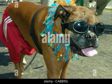 Jun 05, 2004; Santa Barbara, CA, USA; Dog owners and their four-legged friends got all decked out to walk and march down State Street in 10th annual Big Dogs Parade and Canine Festival. Stock Photo