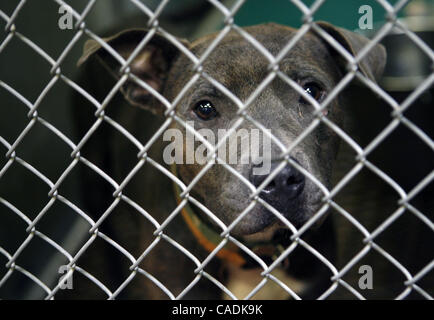 July 27, 2010 - Memphis, TN, U.S. - Tue, 27 Jul 10 (asdogpound3) Photo by Alan Spearman. This is one of the dogs involved in last weeks mauling attack on multiple people.  It is currently housed at the City of Memphis Animal Services. William Parker, 71, was attacked in a grassy lot near the apartme Stock Photo