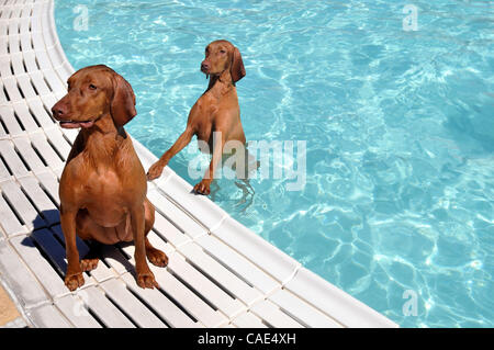 Sept. 11, 2010 - Las Vegas, Nevada, USA - Tikka (L) and Mirchi, one-year-old Vizsla sisters, look for their owner during the Sixth Annual Dog Daze at the Desert Breeze Outdoor Aquatic Facility on September 11, 2010 in Las Vegas, Nevada.  The Clark County Parks and Recreation Department opens up the  Stock Photo