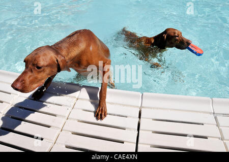 Sept. 11, 2010 - Las Vegas, Nevada, USA - Mirchi (L) and Tikka, one-year-old Vizsla sisters, take part at the the Sixth Annual Dog Daze at the Desert Breeze Outdoor Aquatic Facility on September 11, 2010 in Las Vegas, Nevada.  The Clark County Parks and Recreation Department opens up the pool for th Stock Photo