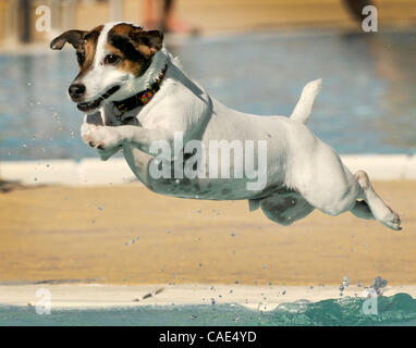 Sept. 11, 2010 - Las Vegas, Nevada, USA - Augie, a six-year-old Jack Russell, dive into the water during the Sixth Annual Dog Daze at the Desert Breeze Outdoor Aquatic Facility on September 11, 2010 in Las Vegas, Nevada.  The Clark County Parks and Recreation Department opens up the pool for this sp Stock Photo
