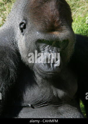 Gorillas rest inside of the Campo Gorilla Reserve during Ape Awareness ...