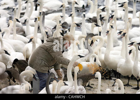 Dec 11, 2007 - Monticello, MN, USA - SHEILA LAWRENCE of Monticello feed over a thousand trumpeter swans, mixed in with geese and ducks Sunday morning near her back yard on the banks of the Mississippi River.  Lawrence has been feeding the swans for over 20 years, and she throws out 1,500 lbs of corn Stock Photo